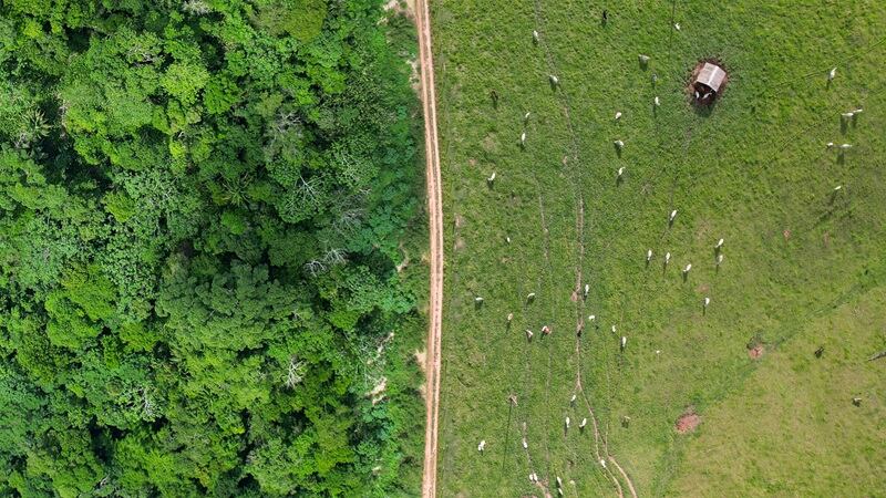 Does Brazil’s meat industry have a greenwashing problem?