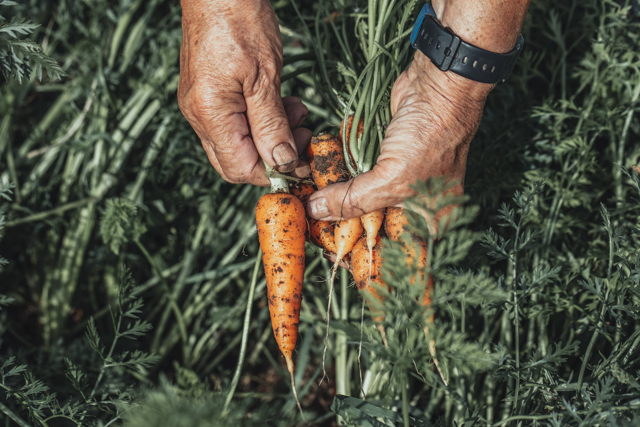 Many crops have lost as much as 50% of several key nutrients since the 1960s, according to a report.