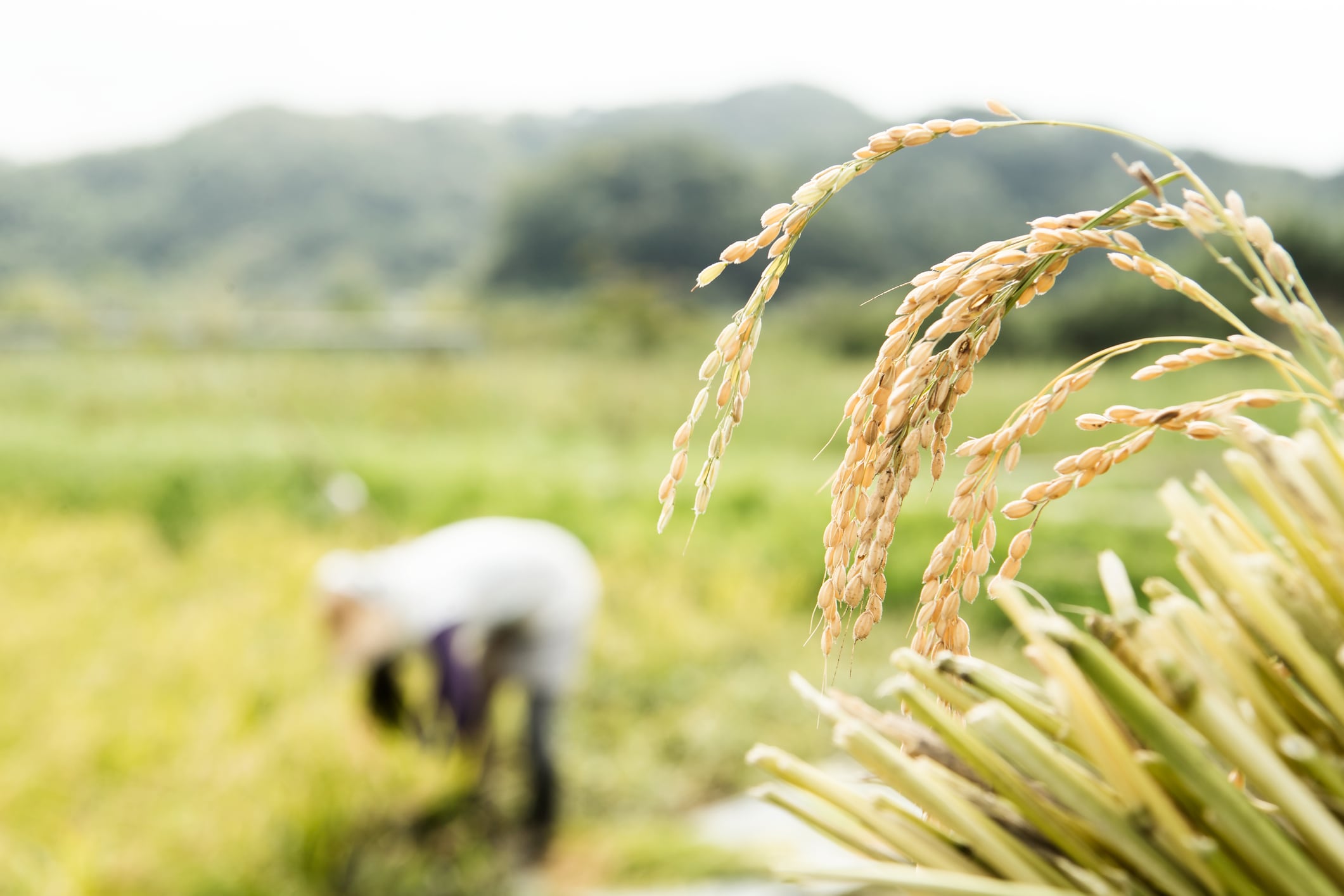 Money’s not the answer: Financial incentives weak motivator for low‑emission rice farming 