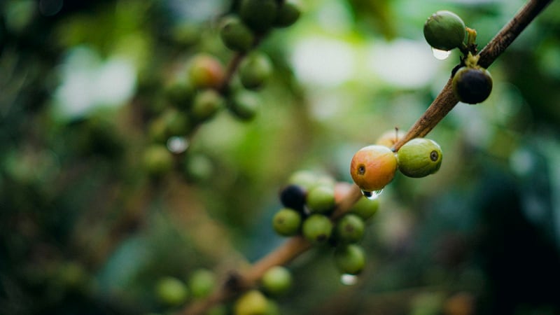 Protecting plants with biopolymers: How this start-up is shielding coffee from climate change 