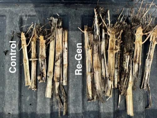 A before and after photo of crop residue treated with Re-Gen.