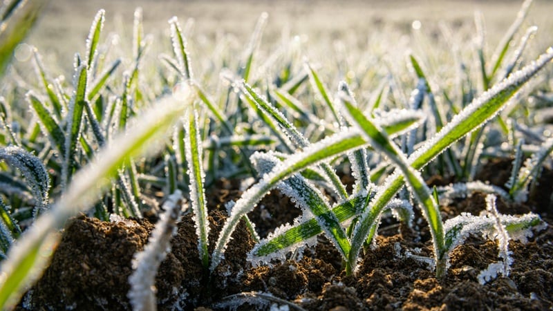 CryoBio raises $1.3m in pre-seed funding to fight frost with biologicals