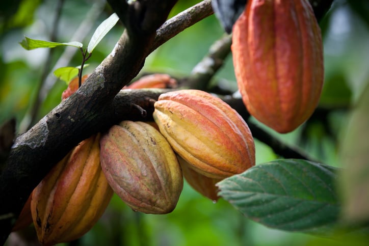 Ghana: Scientists turn to digital data to save virus-hit chocolate supply