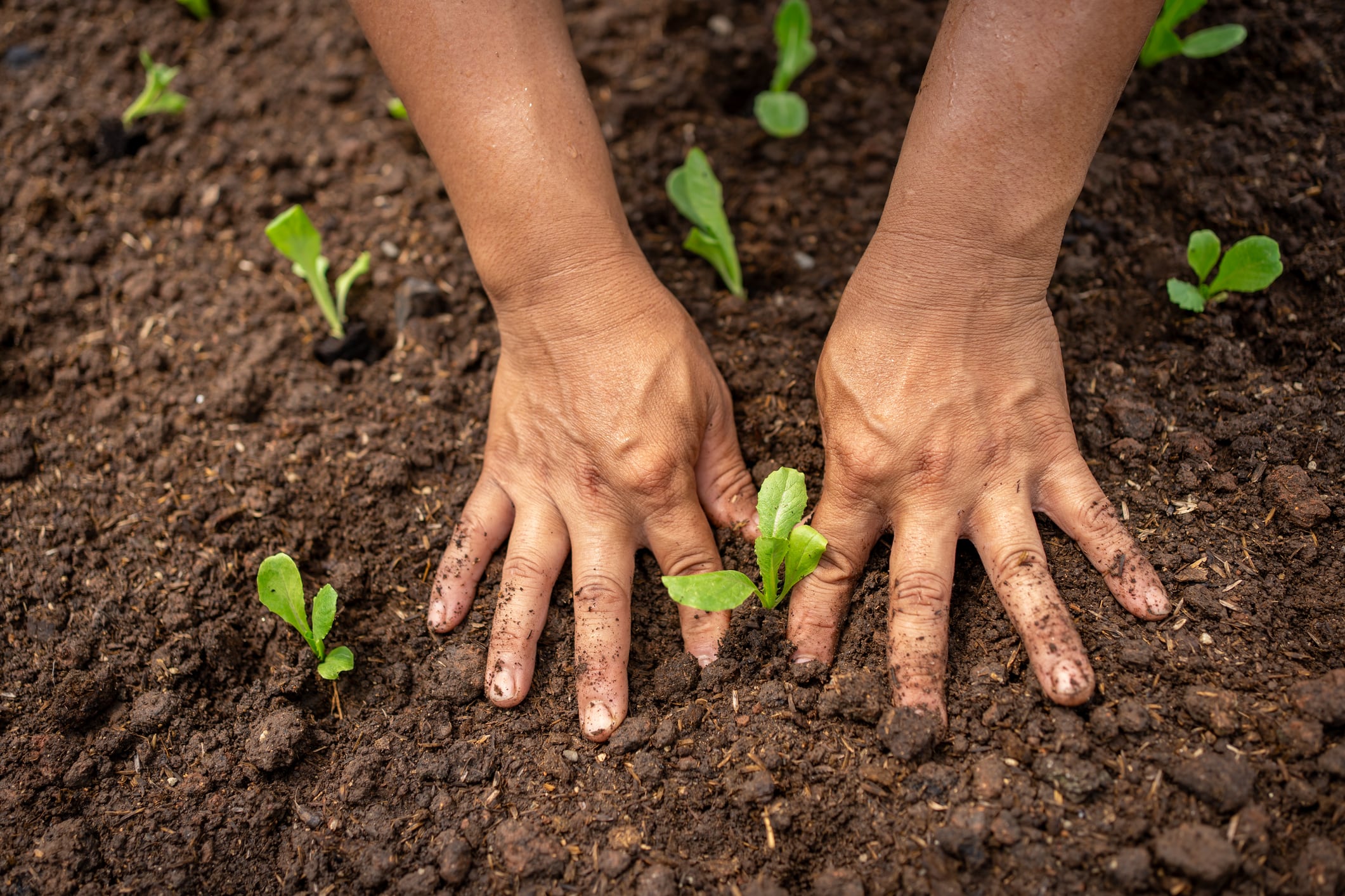 Vinaseed to trial Agri Smile biostimulants amid rising food safety and sustainability demands