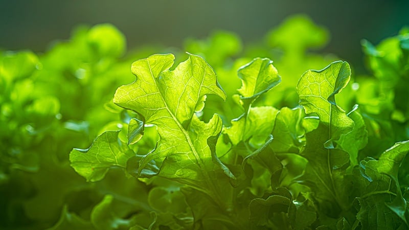 ‘Unit economics do not work everywhere,’ Growcer CEO on making indoor ag profitable