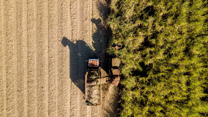 Choose where to plant energy crops wisely to minimise loss of biodiversity, says new study