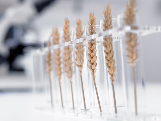 Discovery raises hopes of more temperature tolerant wheat