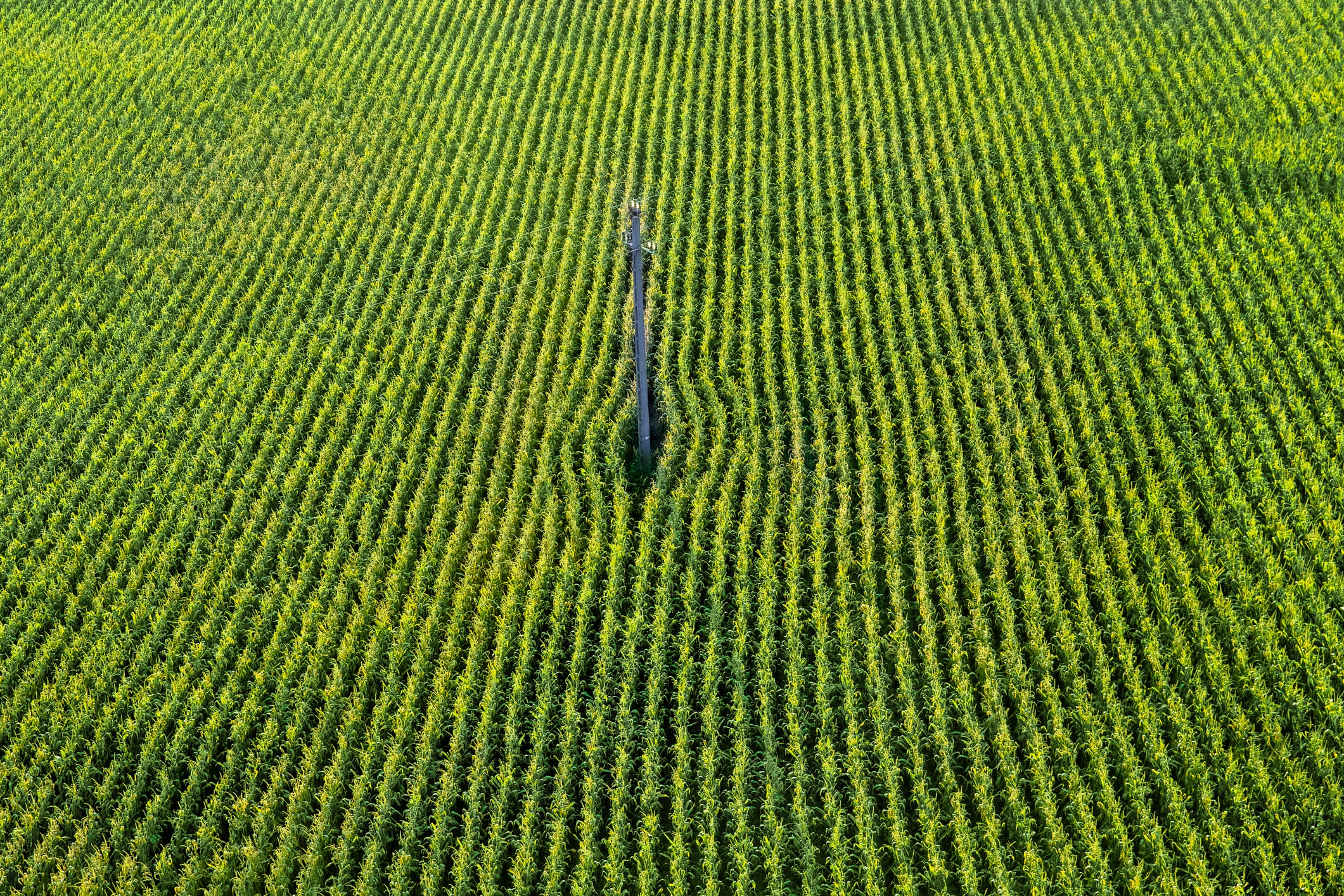 General Mills rolls out major regenerative agriculture push across Green Giant sweet corn network