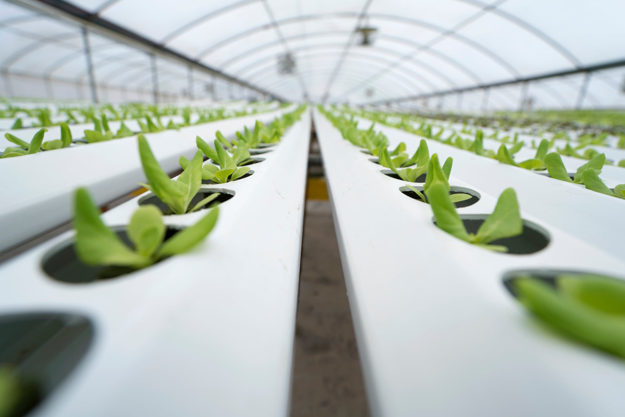 Genomines raises $45M to grow nickel from plants, not mines