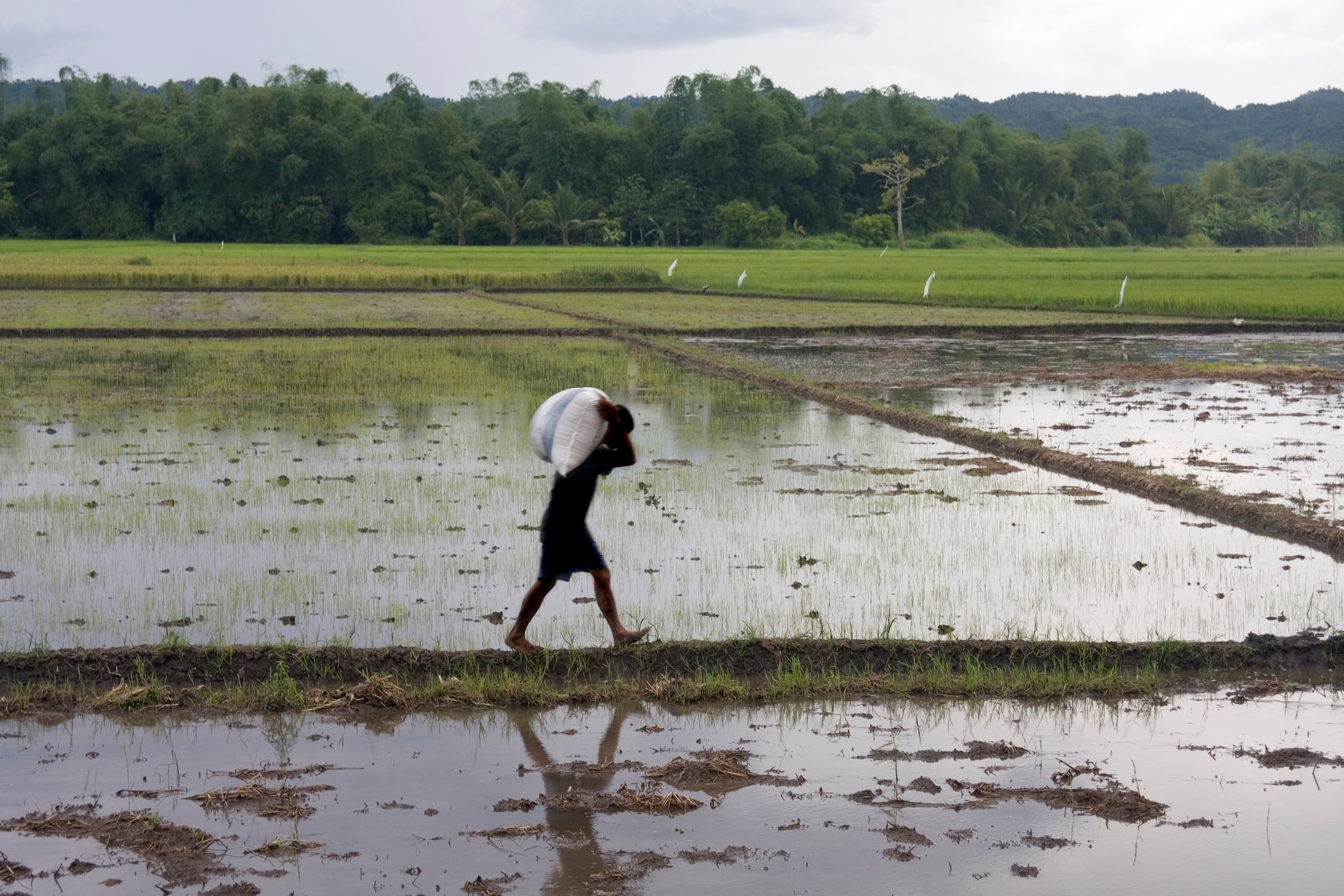 "Rice farmer silhouetted against paddy fields, carrying a sack of rice. Location is Bula, province of Camarines Sur, region of Bicol, island of Luzon, Philippines."