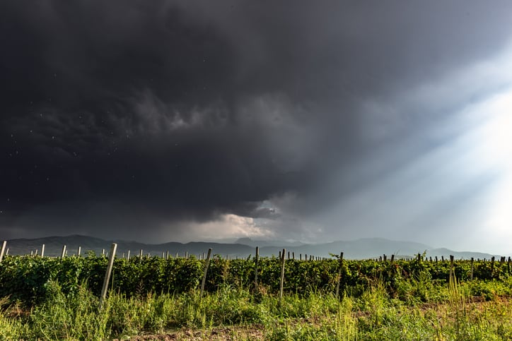 Gene editing promises to futureproof the wine sector