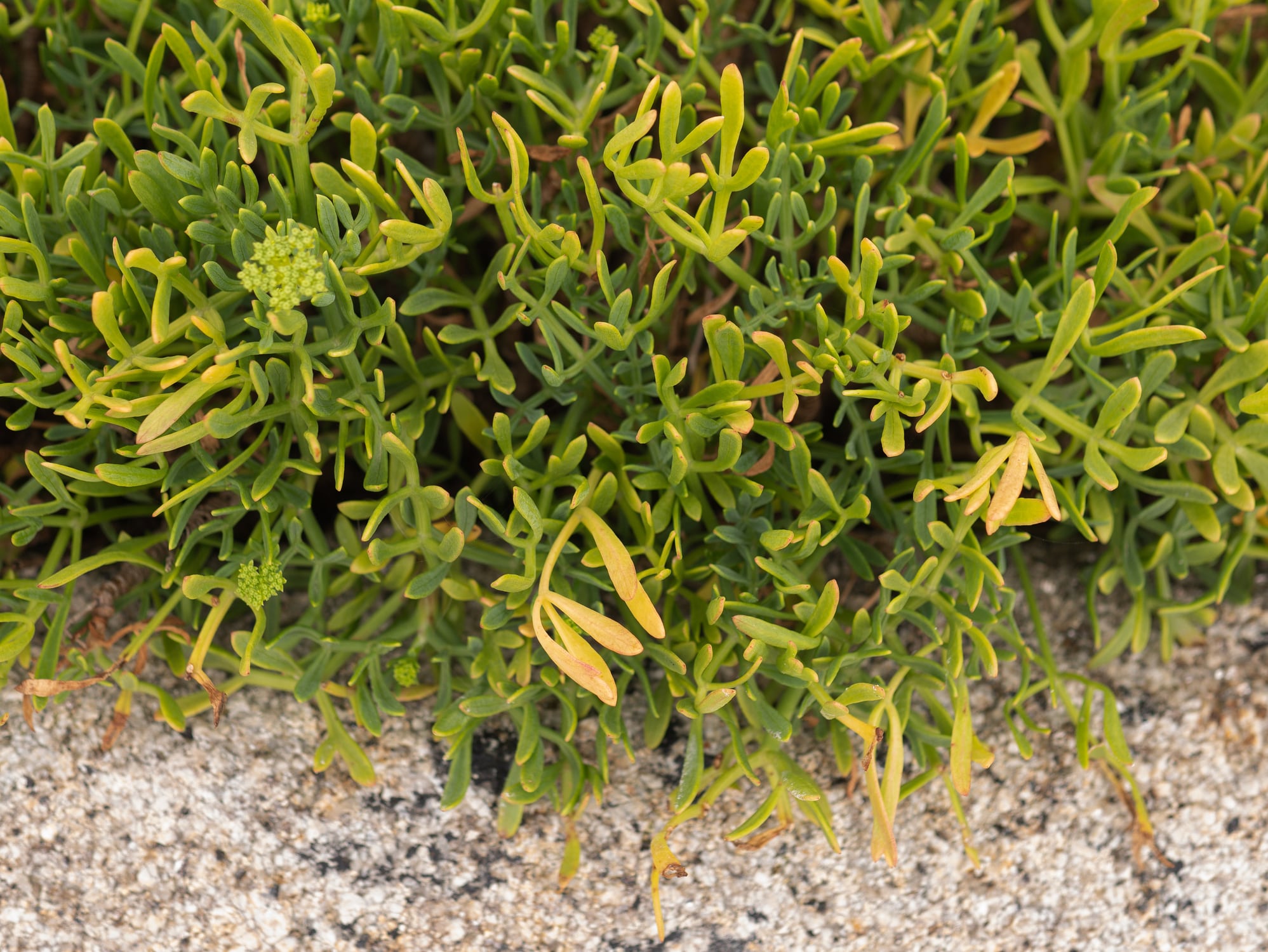 For halophyte producers, even modest increases in consumption could transform the economics, researchers say.