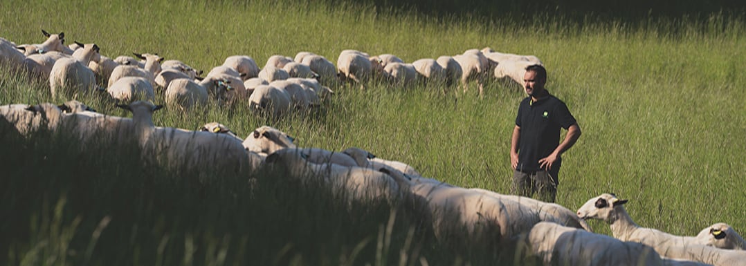 Small-ruminant-nutrition-with-live-yeast-to-improve-health-and-management.jpg