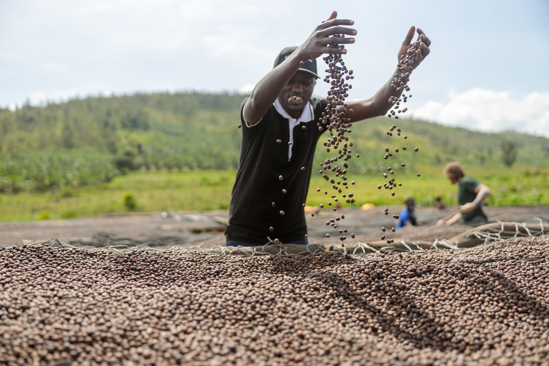Kenya’s coffee farmers go digital to meet EU deforestation rules