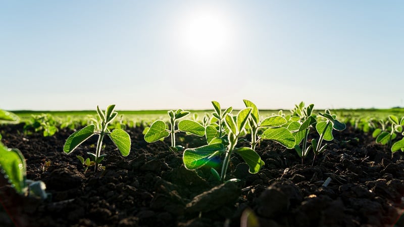 ProGro Bio plans expansion into biocontrol market, seeks EPA approval  