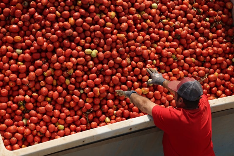 Kraft Heinz has worked with second-generation tomato grower Manuel Vászquez and his family at The Conesa Group in Spain for two decades.