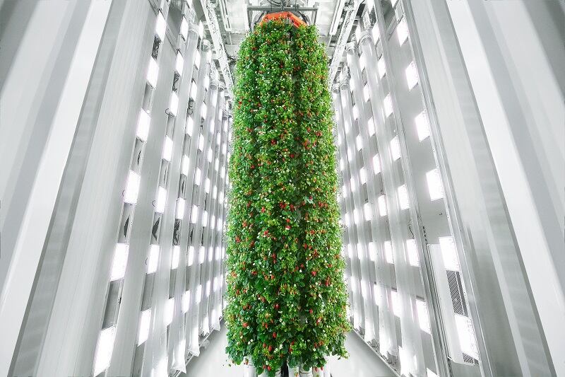 US vertical farmer Plenty to expand in the Middle East