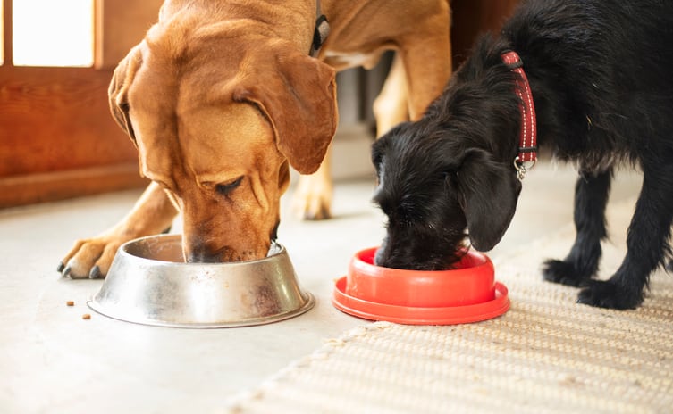 Insect protein for companion animals: Hill’s Pet Nutrition sees great potential
