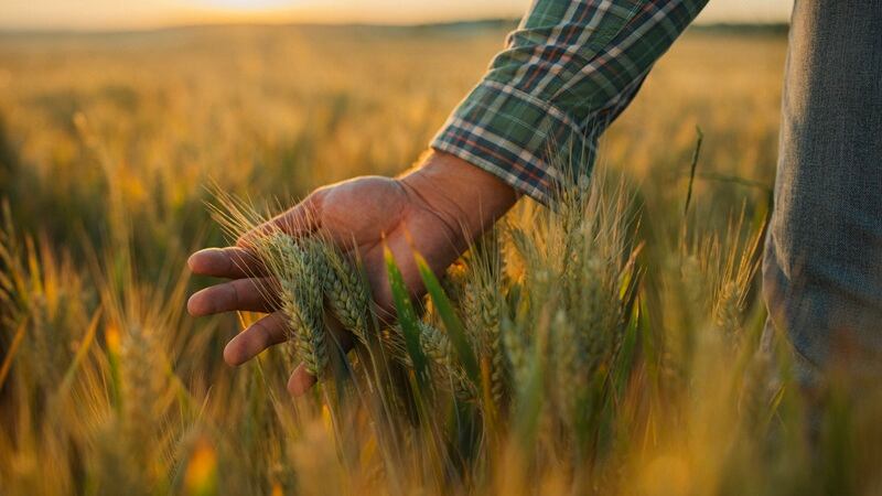 Wheat field and farmer