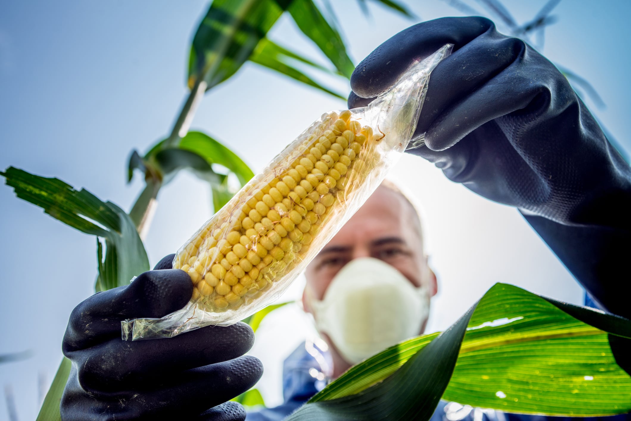 Decoding GMOs: Benefits, controversies and the state of biosafety regulations