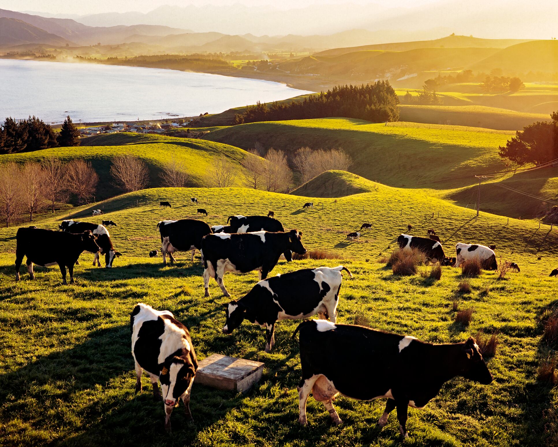 ‘Backfiller of the backfiller’: New Zealand emerges as critical stabiliser in tightening beef markets