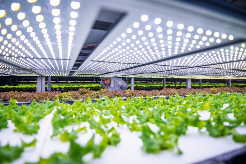 Vertical growth: YesHealth expands in Taiwan with new indoor farm to meet rising local produce demand