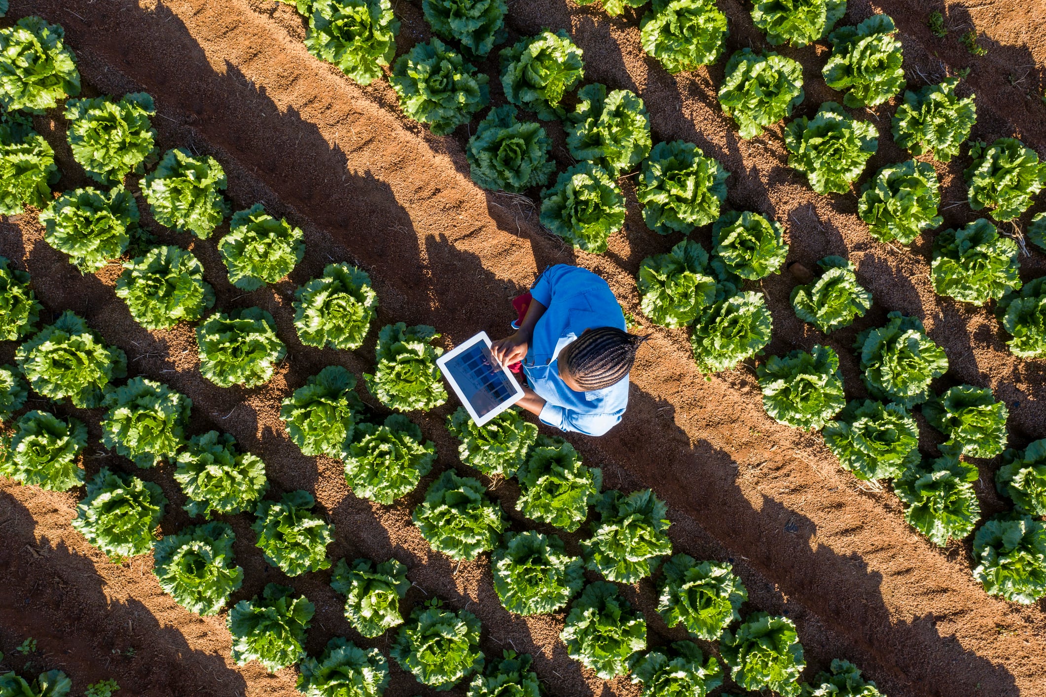 Africa has the tech – what it needs now is integration: Report urges rethink of agri-food innovation