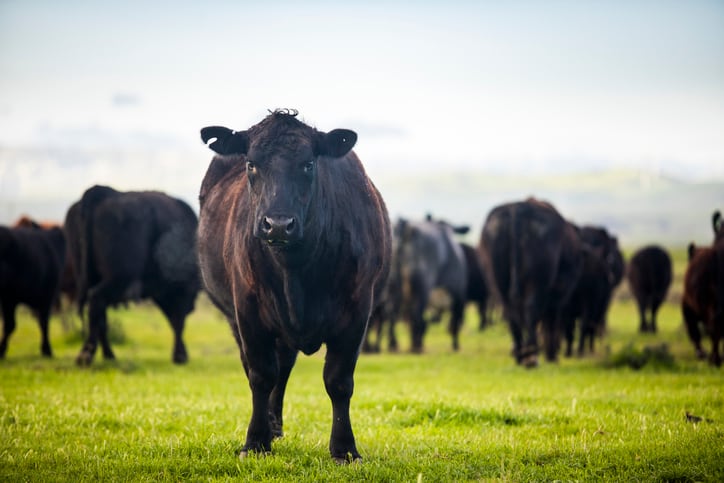 Mootral unveils breakthrough technology for methane reduction in confined and grazing cows