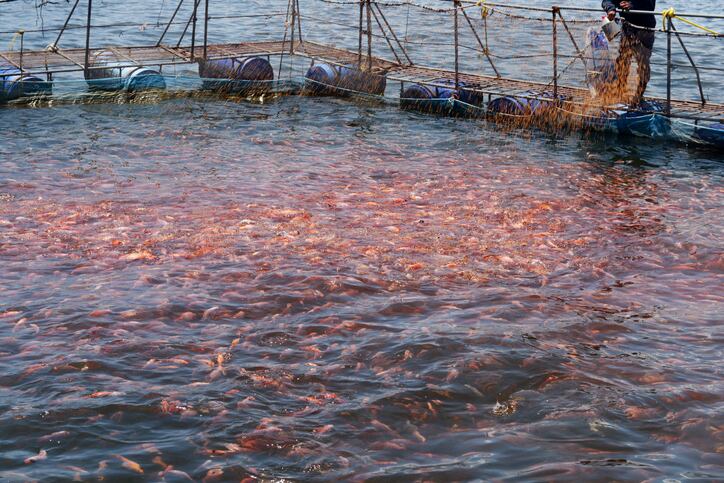 Mexico: Startup seeks to convert wastewater into aqua feed protein