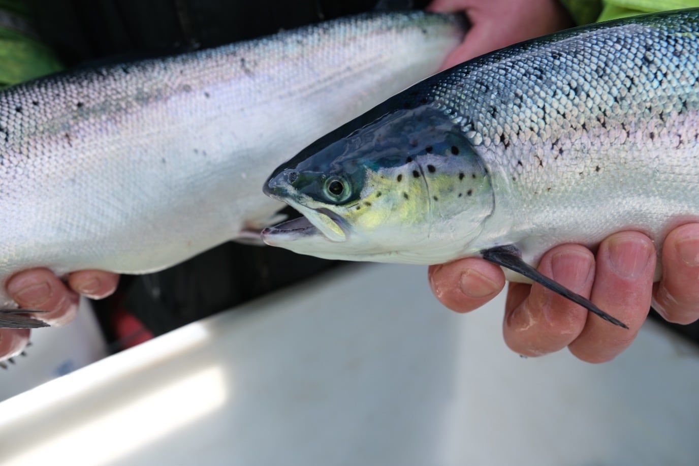 Salmon deaths: Mowi Scotland tackles rising temperatures and hidden threats