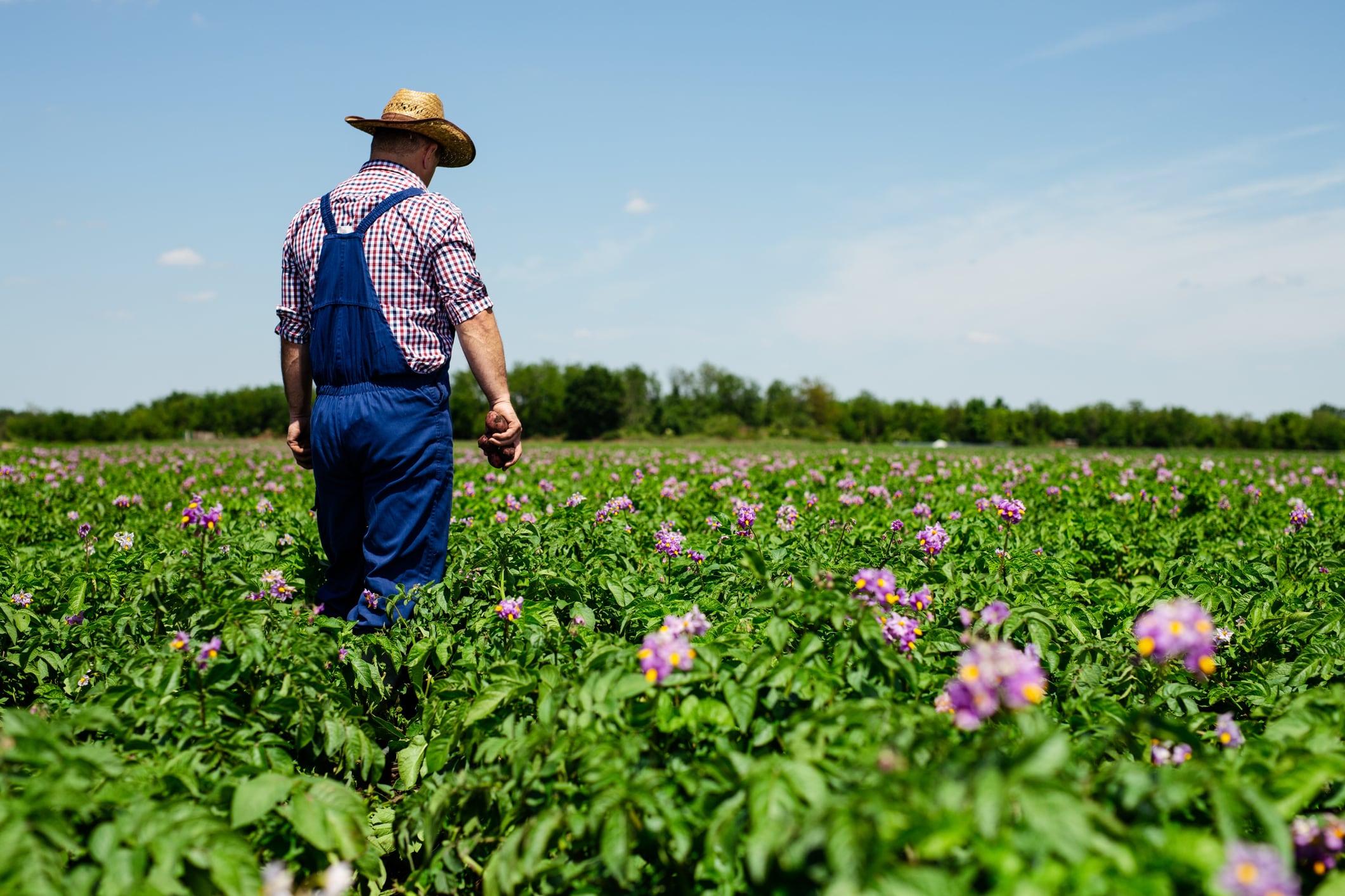 PepsiCo and Fertiberia scale green fertiliser push across 400,000 acres of European farmland