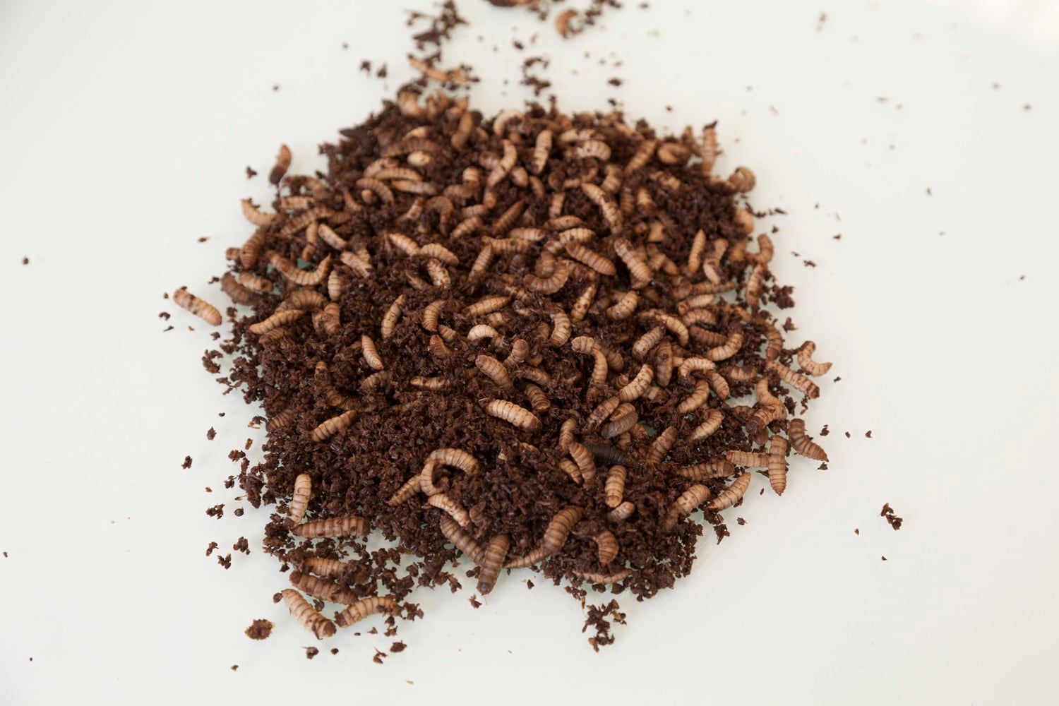 bsf-larvae.jpg