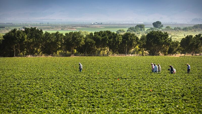 Farmers in the field