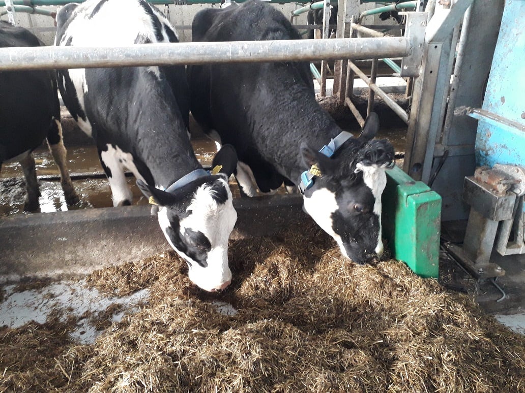 Press-cake-Dairy-Trial.jpg