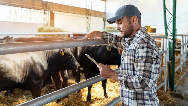 A man holding a tablet in front of cows.