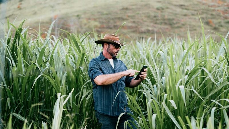 A Brazilian farmer in a field