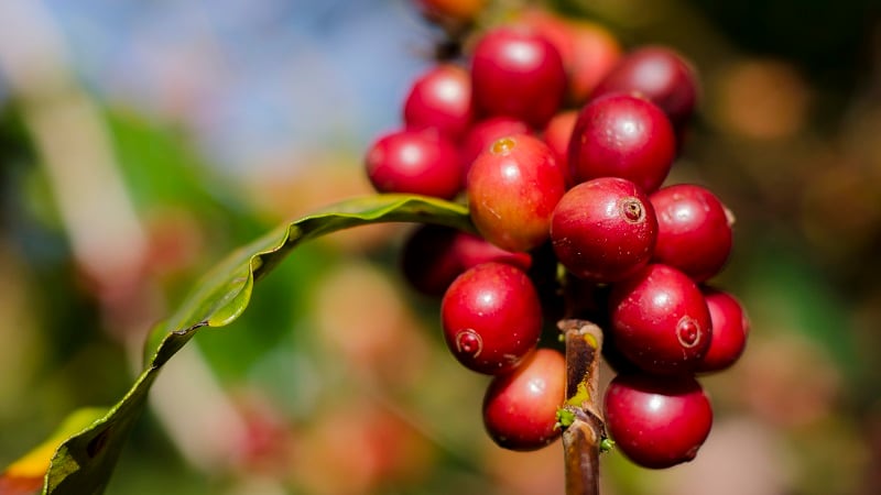 Mexico’s percolating coffee market finds opportunity amid trade volatility