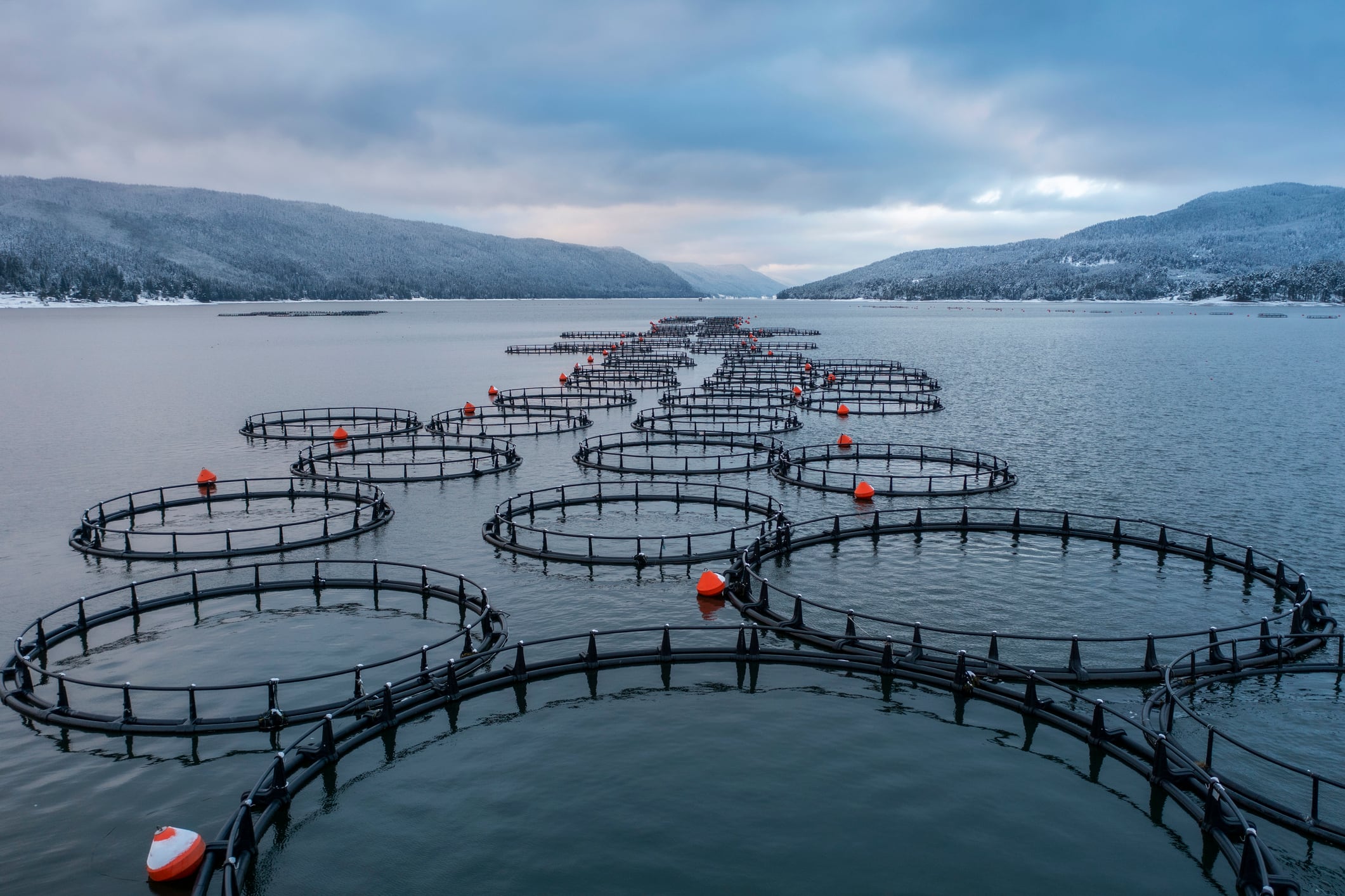 Fungi for fish: Seaqure Labs sets sights on APAC aquaculture as its priority growth market
