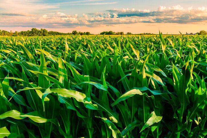 Predictive models to manage mycotoxin outbreaks in the US