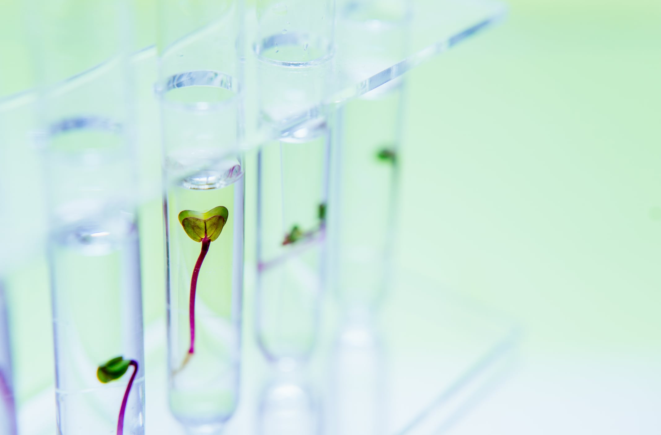 UK scientists develop B12-fortified pea shoots to tackle nutritional deficiency