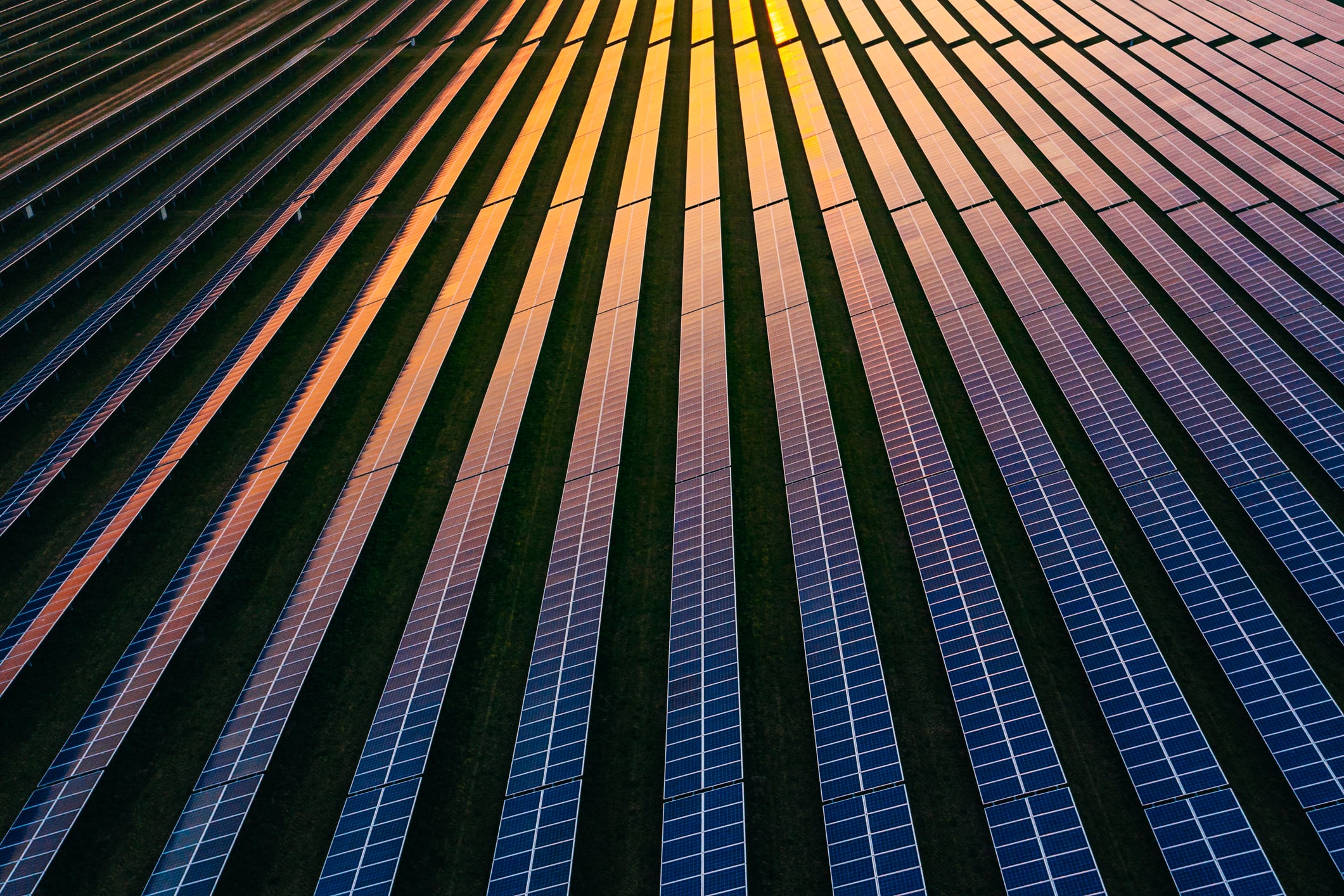 Thriving under shade: Rice yields remain stable under solar panels, highlighting agrivoltaics’ potential