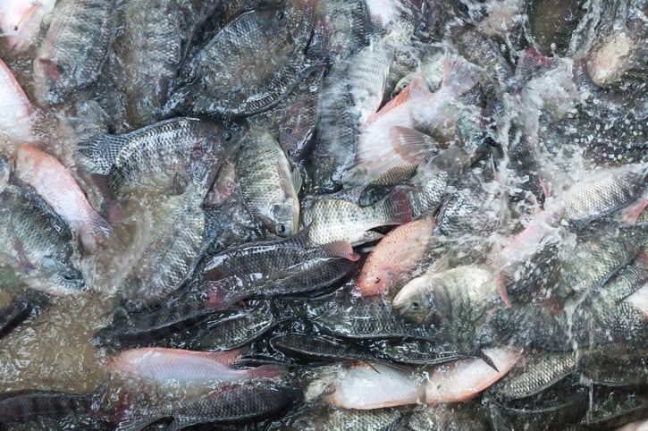 Soybean oil in tilapia finishing diets may boost fish growth
