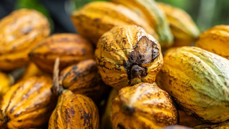 What does climate adaptation look like for African cocoa farmers?