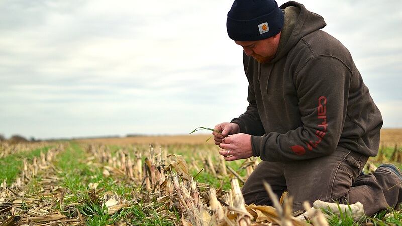 A farmer holding a cover crop