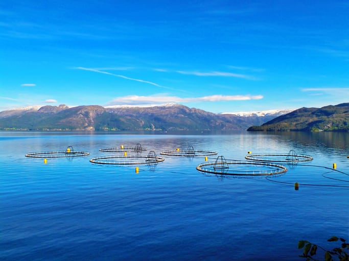 Ban urged on use of West African fish oil by Norwegian salmon farmers