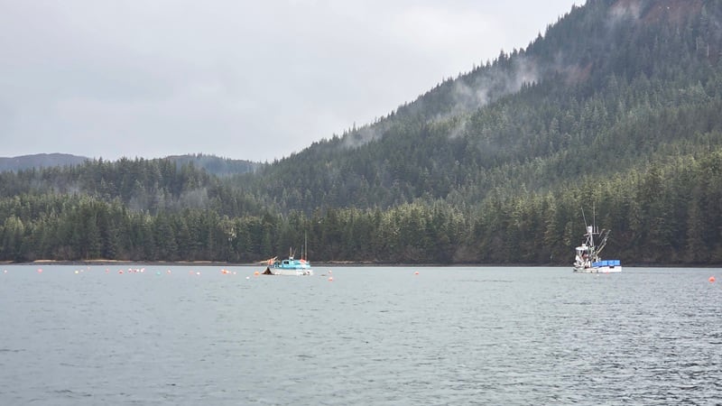 A kelp farm in Cordova, Alaska