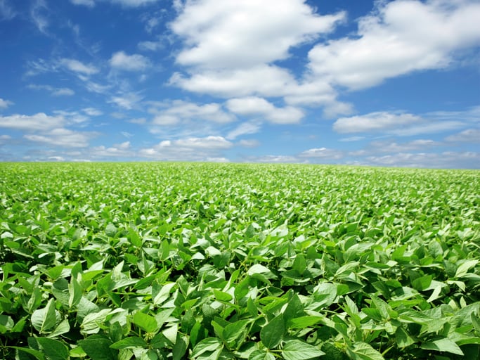 Poland delays ban on GMO feed until 2030, citing lack of alternatives