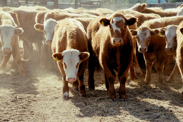 ProAgni and Austrianova align on shelf-stable probiotics for cattle feed