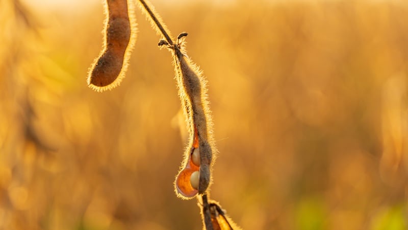 USDA opens enrollment for one-time bridge payments to address 2025 volatility