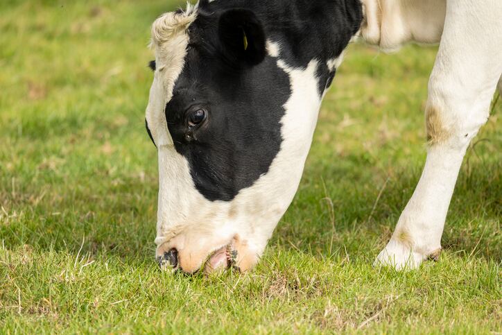 Pasture-based systems: Irish scientists given €1.4m to test methane mitigation strategies